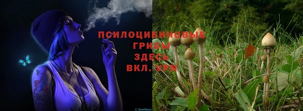 прущие грибы Шали